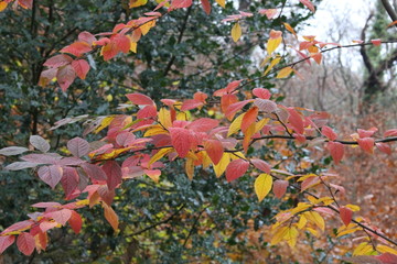 A photograph of autumnal red and yellow leaves with a natural forest woodland background.  Shallow...