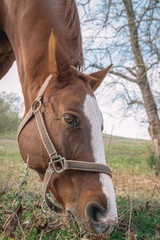 Brown horse close-up while grazing