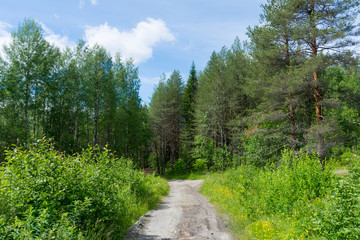 Fototapeta na wymiar dirt road in the Karelian forest