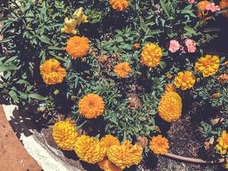 Bright and beautiful flowers in the city of Rishon Le Zion.