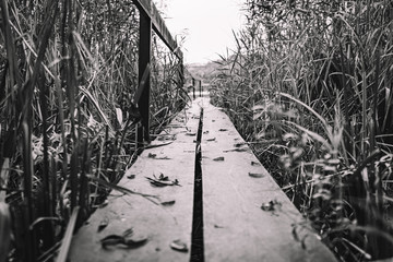 Wooden walkway on the water