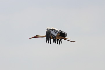 Stork in flight