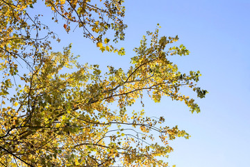 Colorful autumn leaves on a tree, on sunny day. 