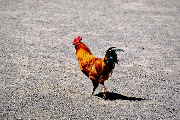 Fototapeta na wymiar portrait of a rooster