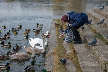Obraz premium An elderly woman throws food to ducks and swans in winter while tending to wild birds