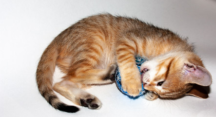 Fototapeta na wymiar Cute auburn kitten on white background playing with Christmas decorations