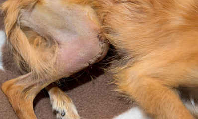 Bone reconstruction of patellar luxation in dog