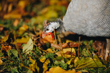 Helmeted guineafowl Numida meleagris reichnowi foraging for food