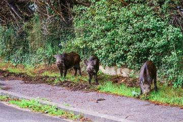 Trois sangliers sauvages sur le trottoir de ville cherche à manger. 