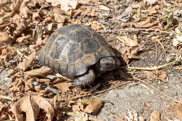 The tortoise in autumn leaves close-up