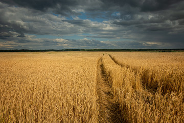 Traces of tractor wheels in the grain, horizon and clouds in the sky