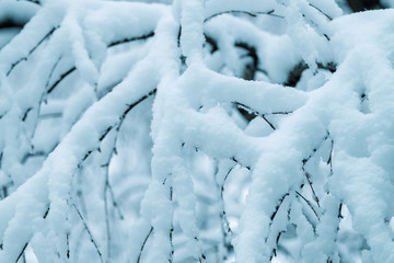 Wintertime Snowfall in the Forest Newly-Fallen Snow