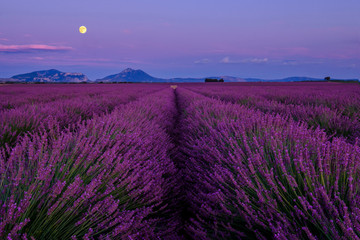 Champ de lavande en fleurs, lever de lune. Plateau de Valensole, Provence, France. - 305281847