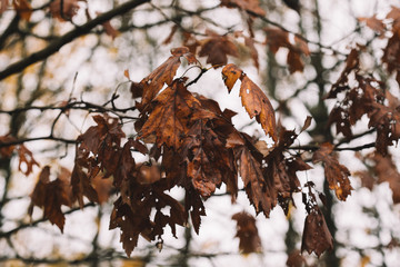 tree in winter