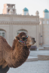 Khiva's Camel