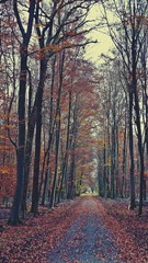 Obraz premium Schneise durch den Novemberwald