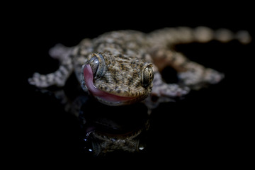 Retrato de Salamanquesa (Tarentola mauritanica) gecko