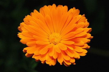 orange flower in the garden