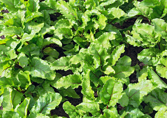 Beet leaves. Beetroot leaves, fresh beet leaf us background.