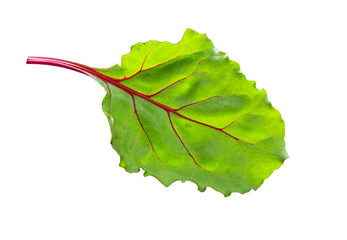 Beet leaves. Beetroot leaves, fresh beet leaf isolated.
