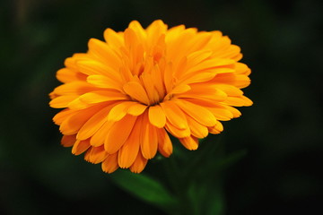 orange flower in the garden