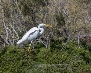 White great egret standing in the bushes