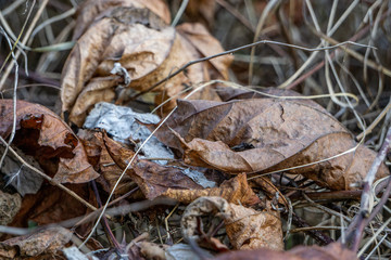 dry leaves of a tree in late autumn