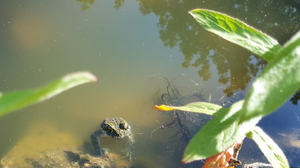 Frog in the pond on a Sunny day.