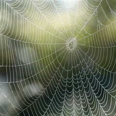 Beautiful spider web with water drops close-up