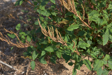 Amaranthus viridis