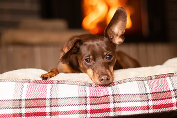 adorable brown pinscher rest in the house side to the fireplace
