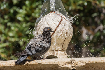 Dove taking a bath in a fountain