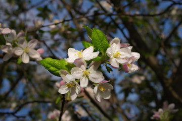 SPRING BEAUTIFUL FLOWERING OF AN APPLE IN DROPS