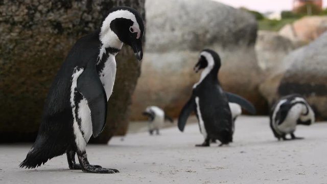 African penguin cleans feathers with beak. African penguin ( Spheniscus demersus) also known as the jackass penguin and black-footed penguin. South Africa