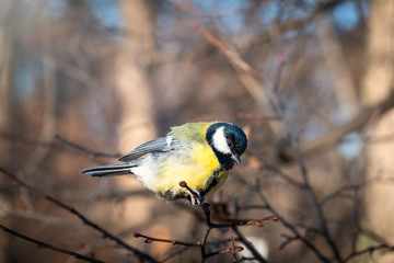Cute bird Great tit, songbird sitting on the nice branch with beautiful autumn background