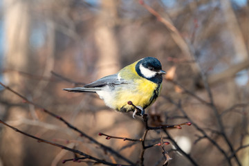 Cute bird Great tit, songbird sitting on the nice branch with beautiful autumn background
