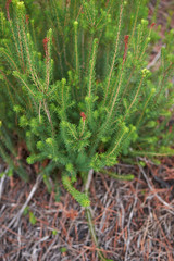 Erica multiflora