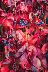 background of red leaves and blue berries of a wild vineyard.