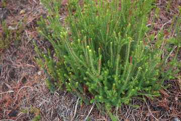 Erica multiflora