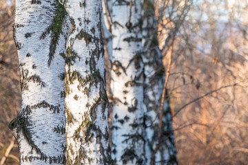 Trunks of birches on a blurred autumn background.