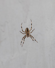 Big striped spider on a white background creeps down