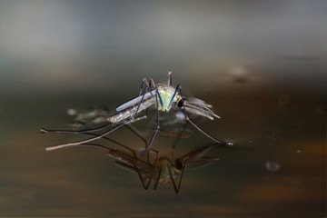 Close-up of a mosquito on the surface of the water.