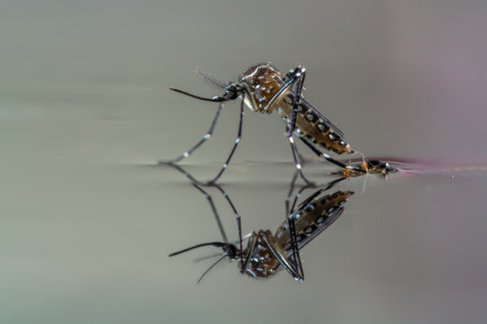 common house mosquito, close-up of a mosquito on the surface of the water. Dengue fever.