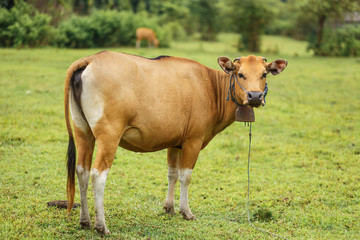 Naklejka na ściany i meble Portrait of a tropical light Asian cow grazes on green grass.