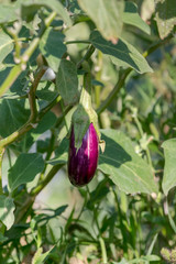 Growing aubergines in garden beds