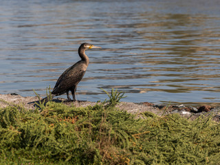 Cormorant standing by the water