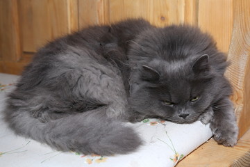 Perserkatze vor dem schlafen.