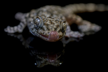 Retrato de Salamanquesa (Tarentola mauritanica) gecko