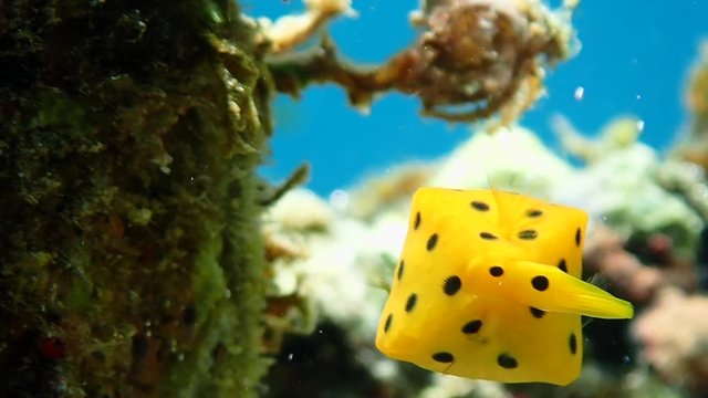 Juvenile yellow boxfish (Ostracion cubicus) hides under a coral shade while it searches for algae as its main food source.