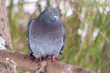 The fat pigeon is importantly sitting on a branch.
